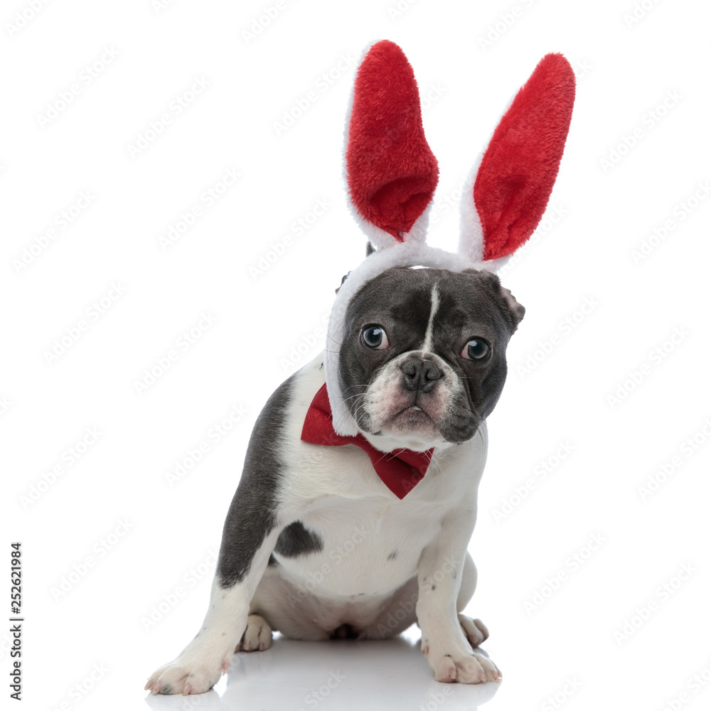 french bulldog wearing a red bowtie and red rabbit ears