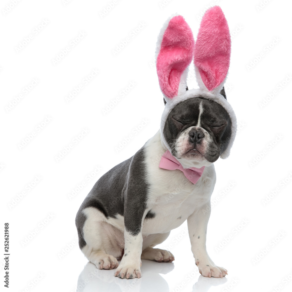 french bulldog wearing a pink bowtie and rabbit ears