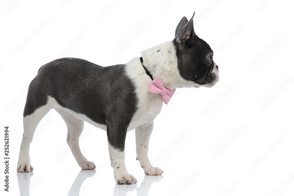 french bulldog looking away wearing a pink bowtie