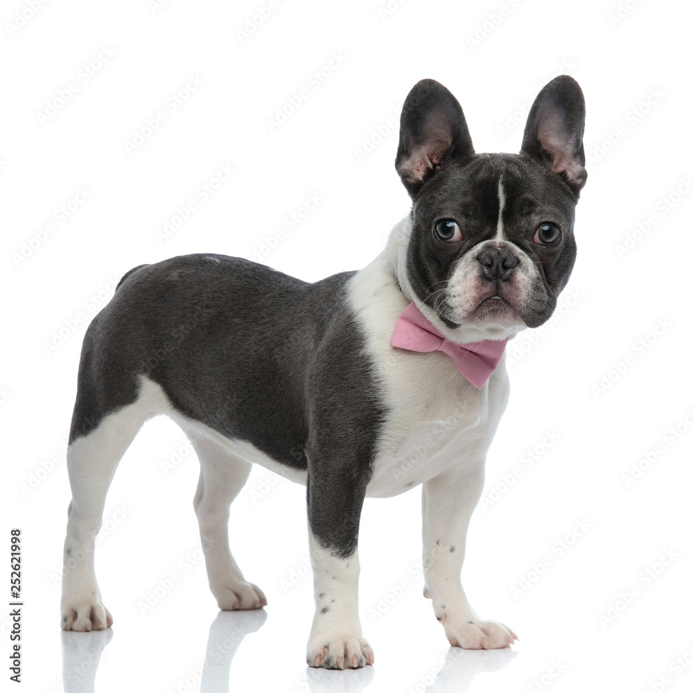 french bulldog wearing a pink bowtie