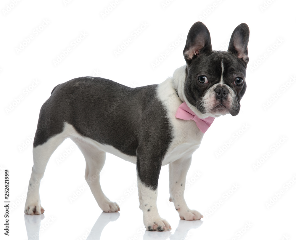 french bulldog wearing pink bowtie
