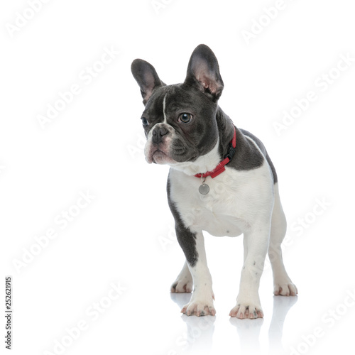 Fototapeta Naklejka Na Ścianę i Meble -  french bulldog with red dog collar