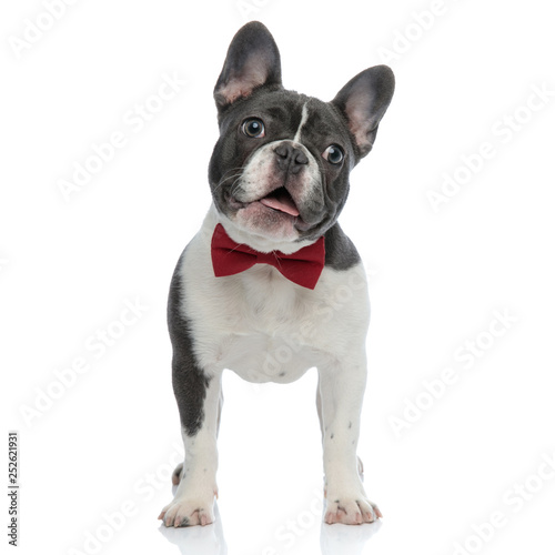 french bulldog with red bowtie looking away curious
