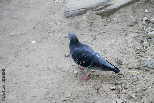 dove on grey ground