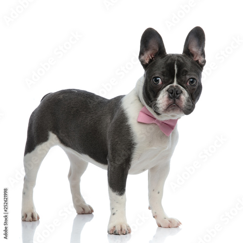 french bulldog wearing a pink bowtie
