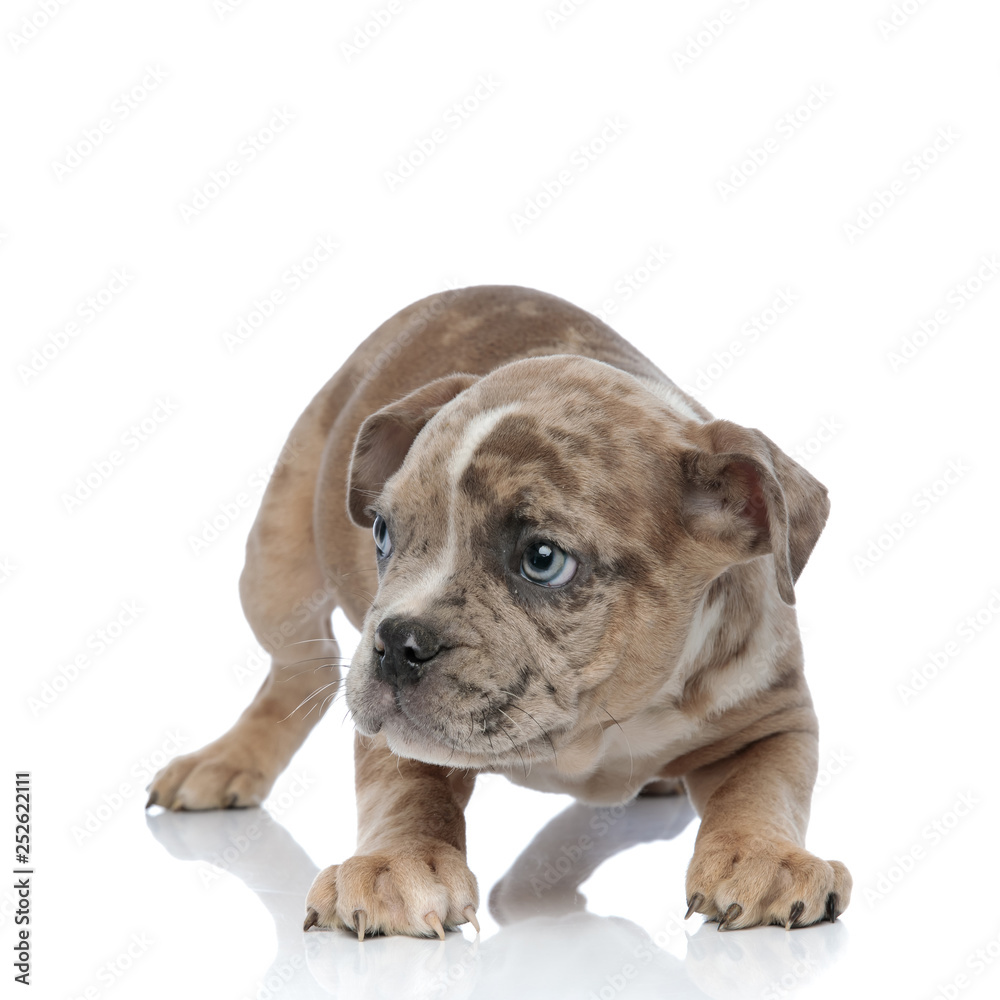 American bully puppy standing and looking curiously to side