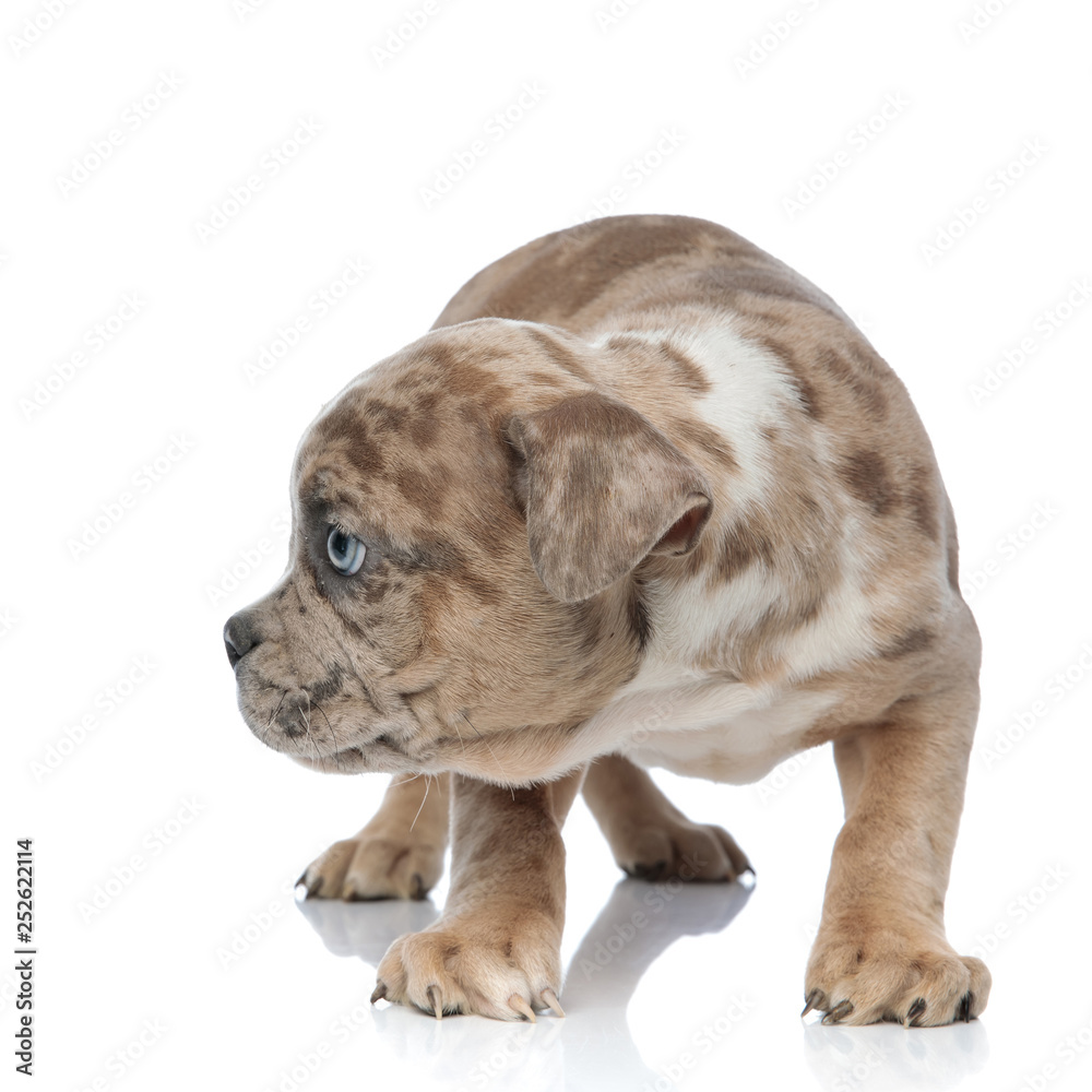 shy American bully puppy standing and looking curiously to side