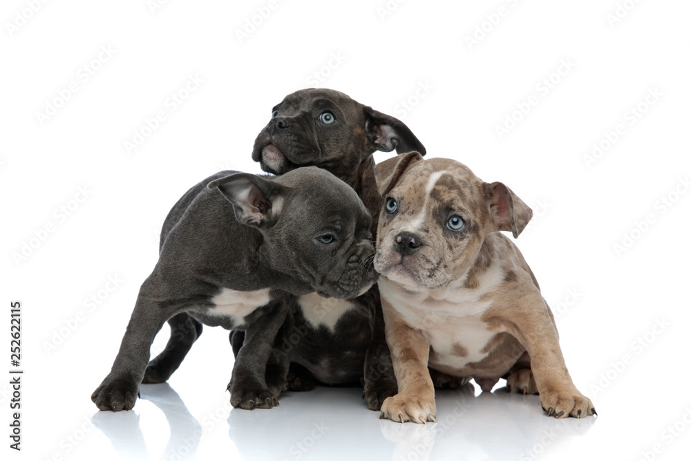 3 American bully dogs laying and standing together sniffing