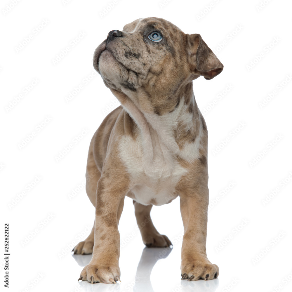 American bully puppy standing and looking up curiously
