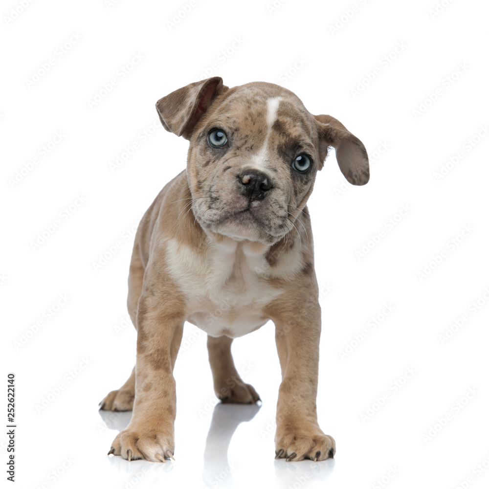 American bully puppy standing and looking curiously