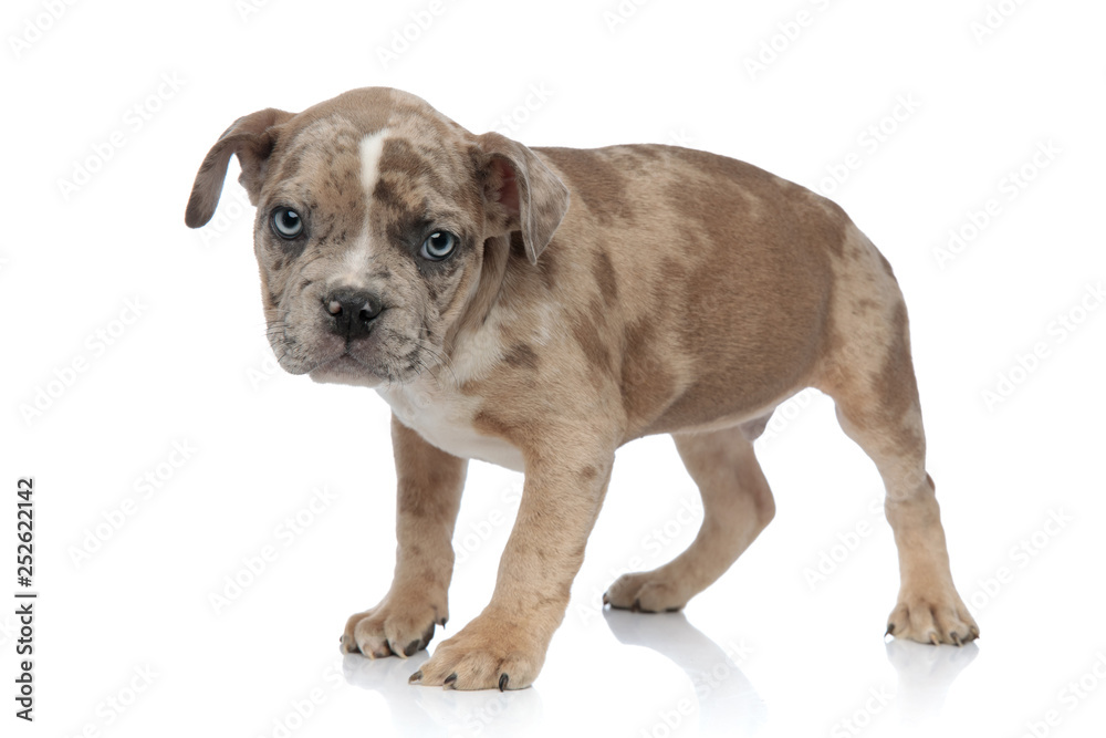 shy American bully puppy standing and looking curiously shy American bully puppy standing and looking curiously