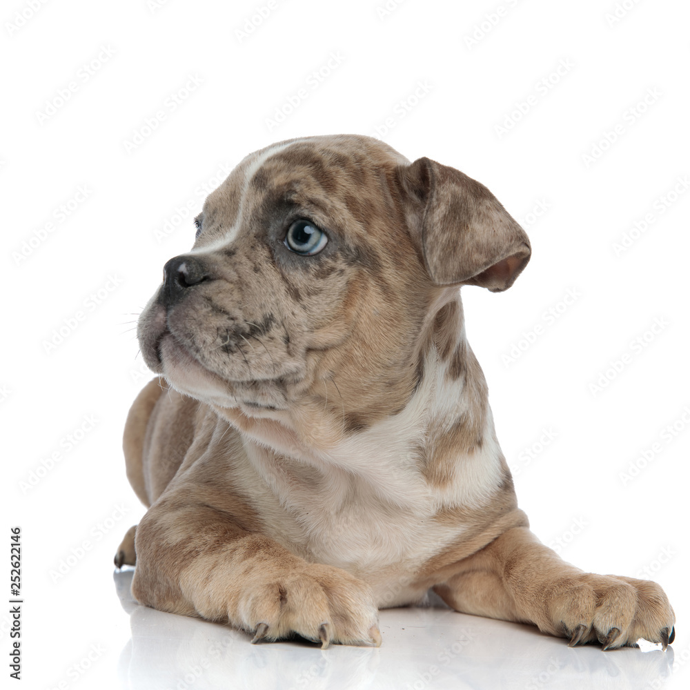 Obraz premium close up of American bully puppy laying down