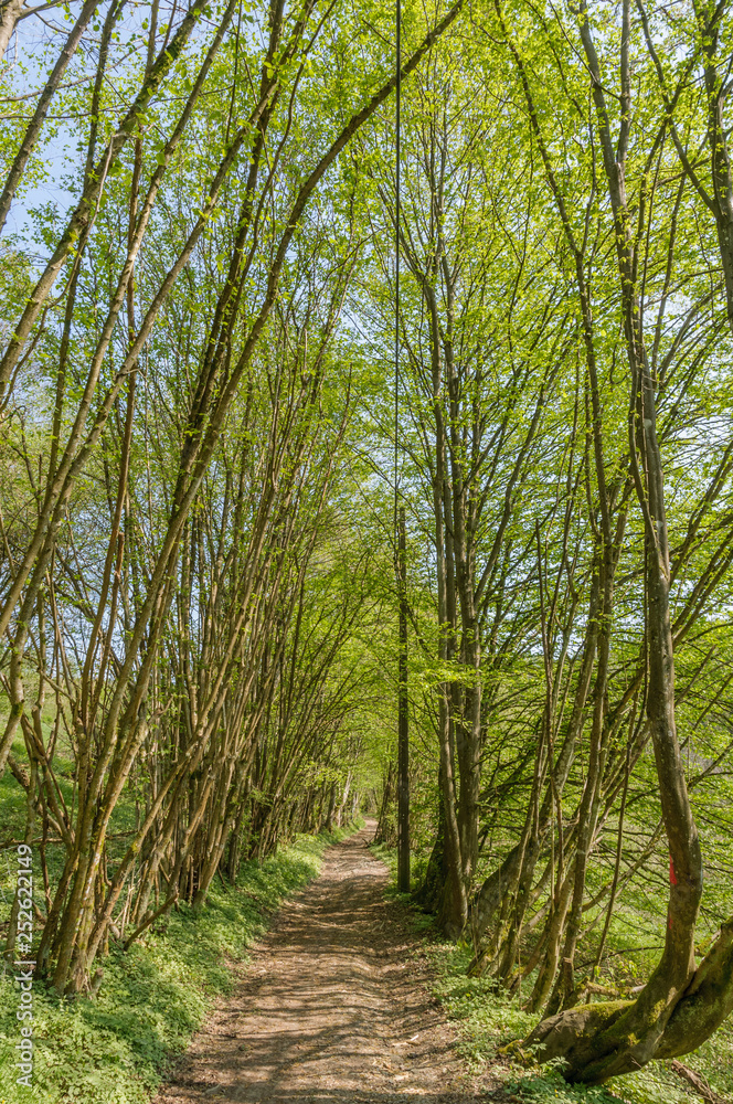 Obraz premium A path through the trees on a sunny day during early spring