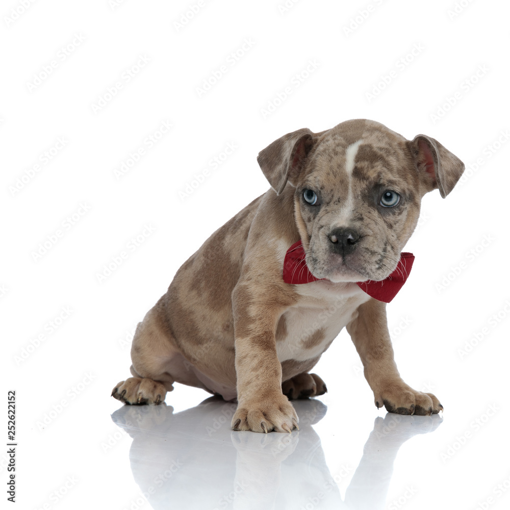 American bully wearing a bowtie and sitting American bully wearing a bowtie and sitting