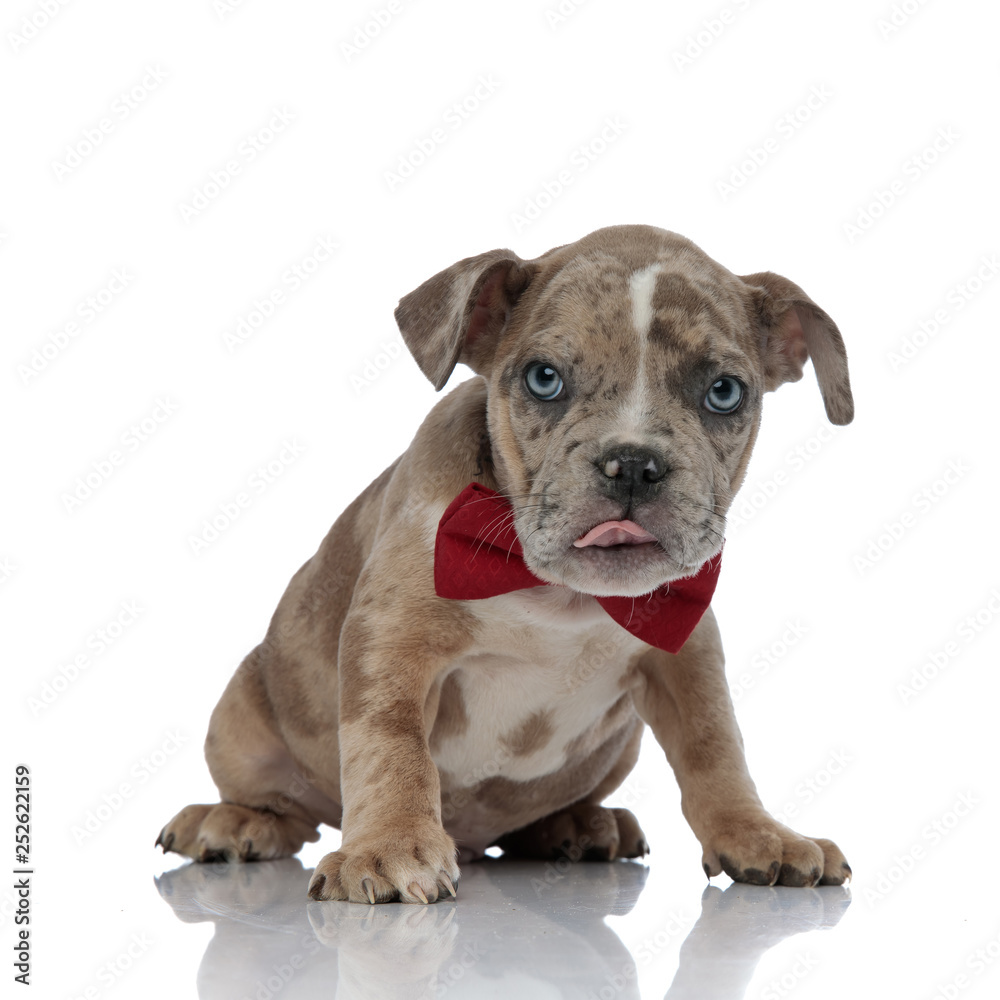 American bully wearing a bowtie sitting with tongue exposed American bully wearing a bowtie sitting with tongue exposed
