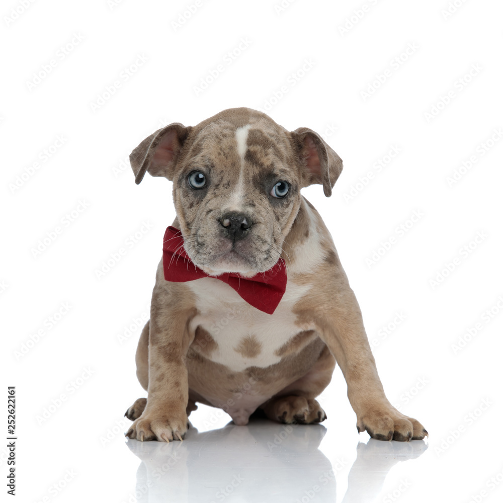 American bully puppy wearing a bowtie looking curiously to side