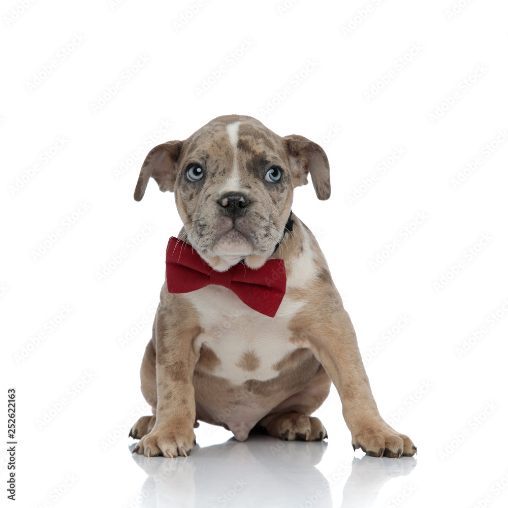 American bully puppy wearing a bowtie and looking curiously to side American bully puppy wearing a bowtie and looking curiously to side