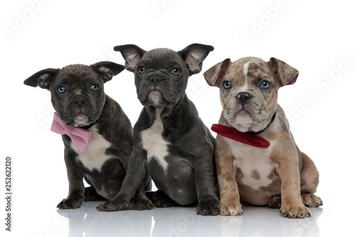 3 American bully dogs with pink and red bowties sitting