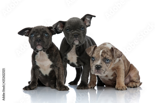 3 American bully dogs laying and standing together