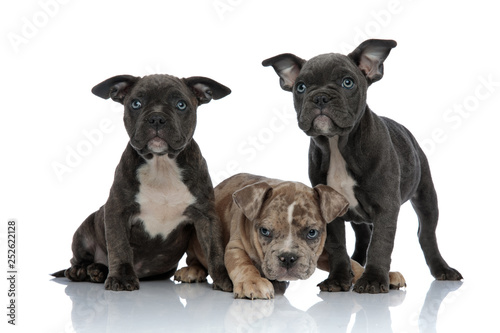 Fototapeta Naklejka Na Ścianę i Meble -  3 American bully dogs laying and standing together