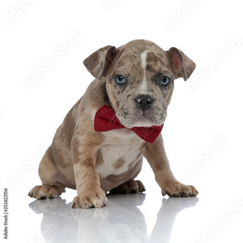 American bully wearing a bowtie and sitting