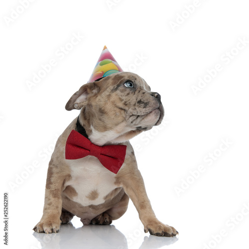 American bully puppy wearing bowtie and birthday cap