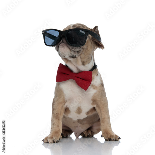 American bully puppy wearing bowtie and sunglasses sitting © Viorel Sima