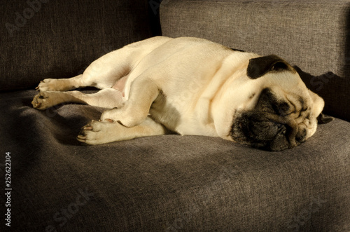 Cute small dog breed pug sleeping on sofa