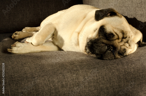 Cute small dog breed pug sleeping on sofa