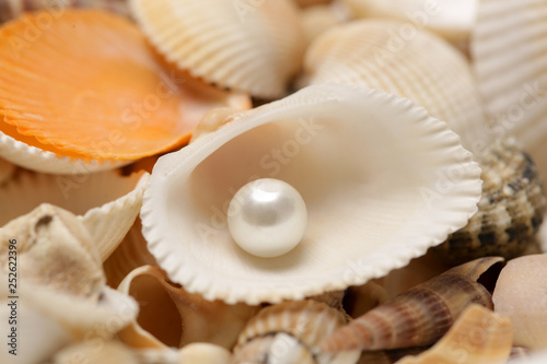  Organic pearl in a shell. Beautiful seashells arrangement on the white beach sand. Treasure from the sea concept.