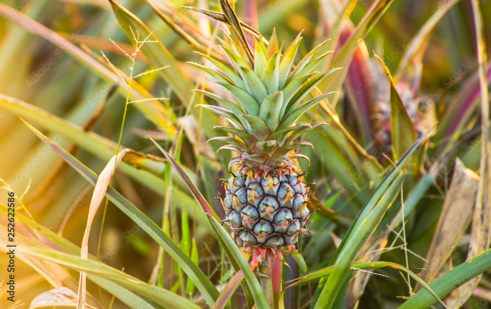 Pineapple farm Pineapple farm