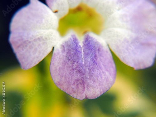 A close up of a orchid leaf flower