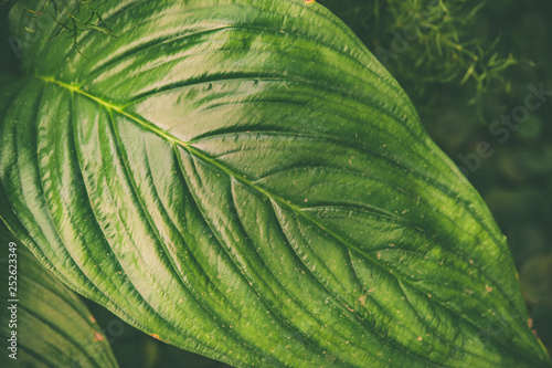 Large green tropical leaves background, texture . Stylish tinted eco-friendly pattern photo