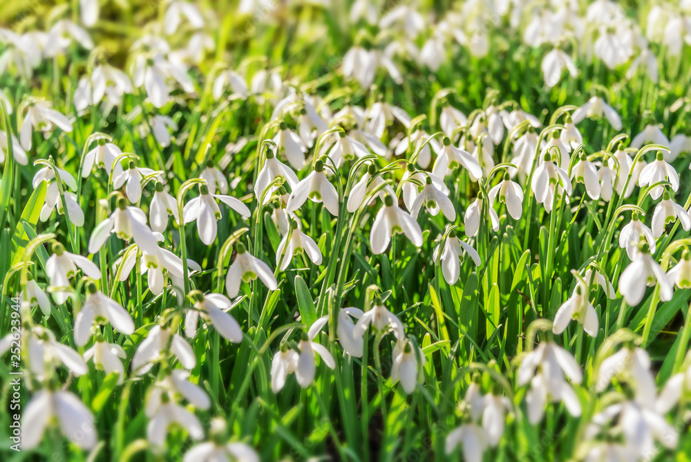 Snowdrop flowers (Galanthus nivalis) in the grass at the beginning of spring