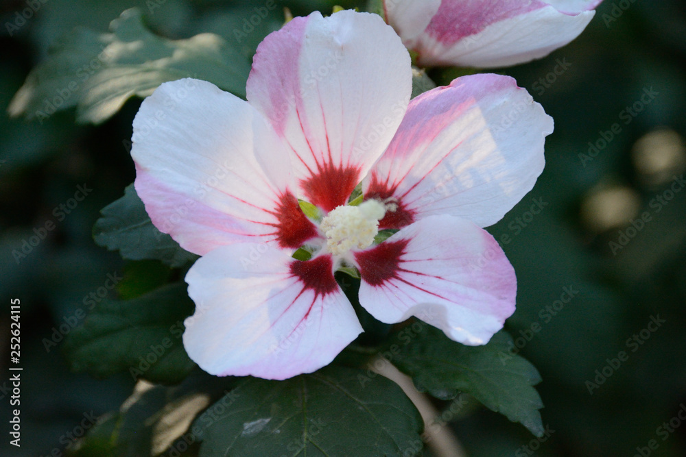 flower, pink, nature, plant, blossom, garden, green, flowers, rose, spring, bloom, flora, petal, beauty, summer, purple, wild, macro, floral, closeup, petals, white, beautiful, wild rose, leaf flower, pink, nature, plant, blossom, garden, green, flowers, rose, spring, bloom, flora, petal, beauty, summer, purple, wild, macro, floral, closeup, petals, white, beautiful, wild rose, leaf