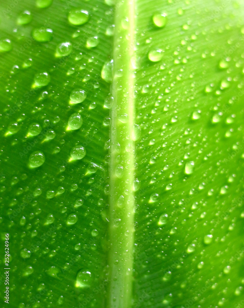 Drops of water on green leaves Drops of water on green leaves