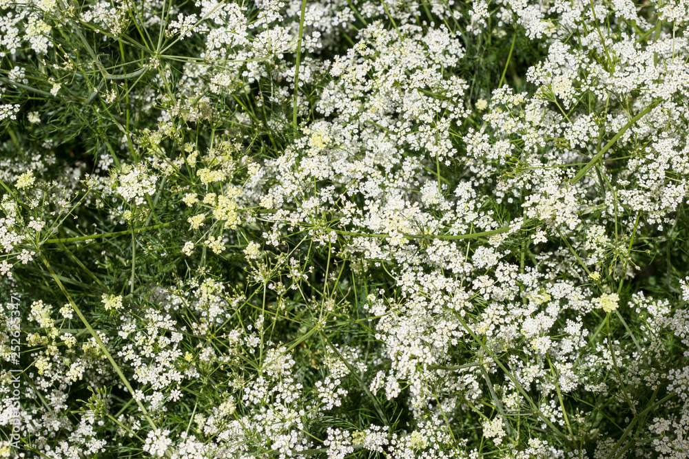 Summer elegant background of white small flowers. Copy space. Summer elegant background of white small flowers. Copy space.