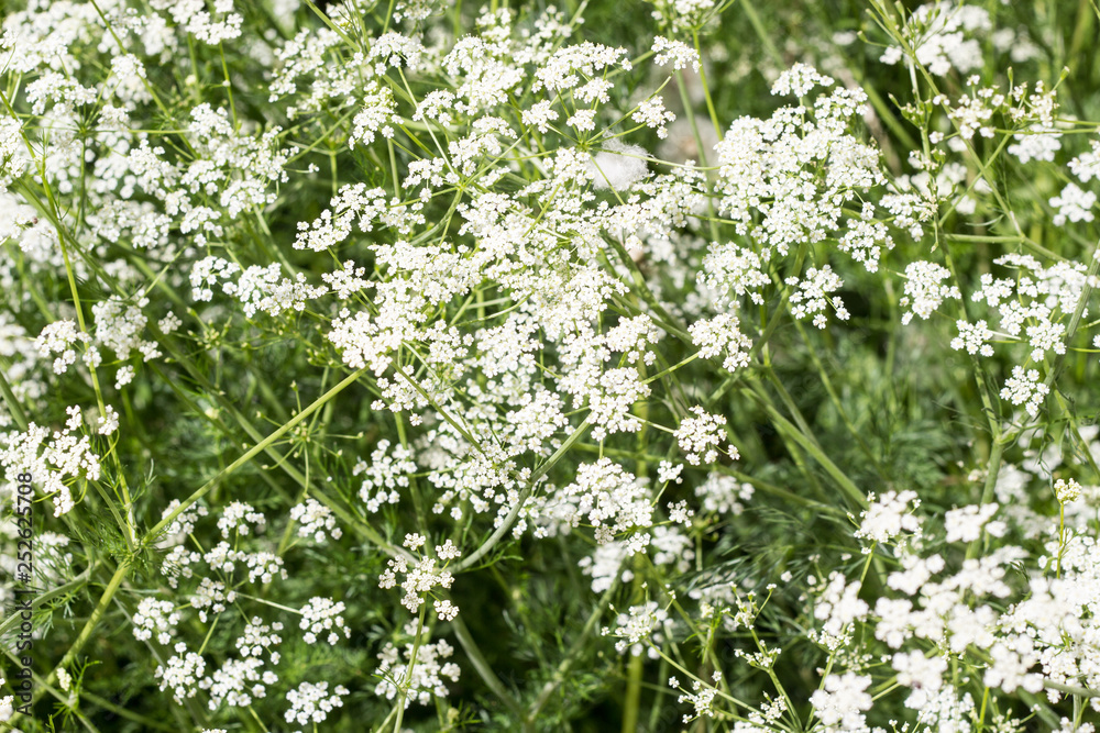 Naklejka premium Spring floral background. Small white flowers. Copy space.