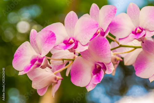 Beautiful orchid4