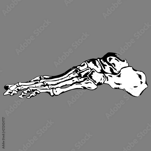 Anatomical plural feet skeleton bone