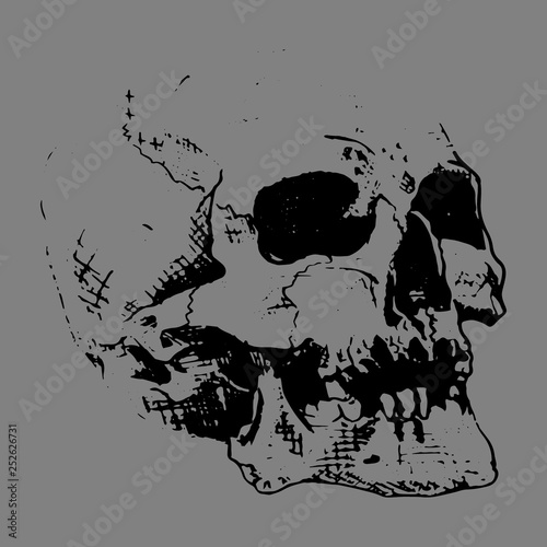 Anatomically damaged skull. Head, skeleton, jaw. Sketch