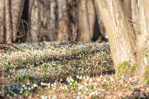 Leucojum vernum Märzenbecher photo