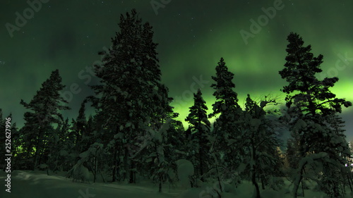 Aurora borealis (northern light) behind trees outside Saariselka village on a winter night. Northern Lapland, Finland. © komiin
