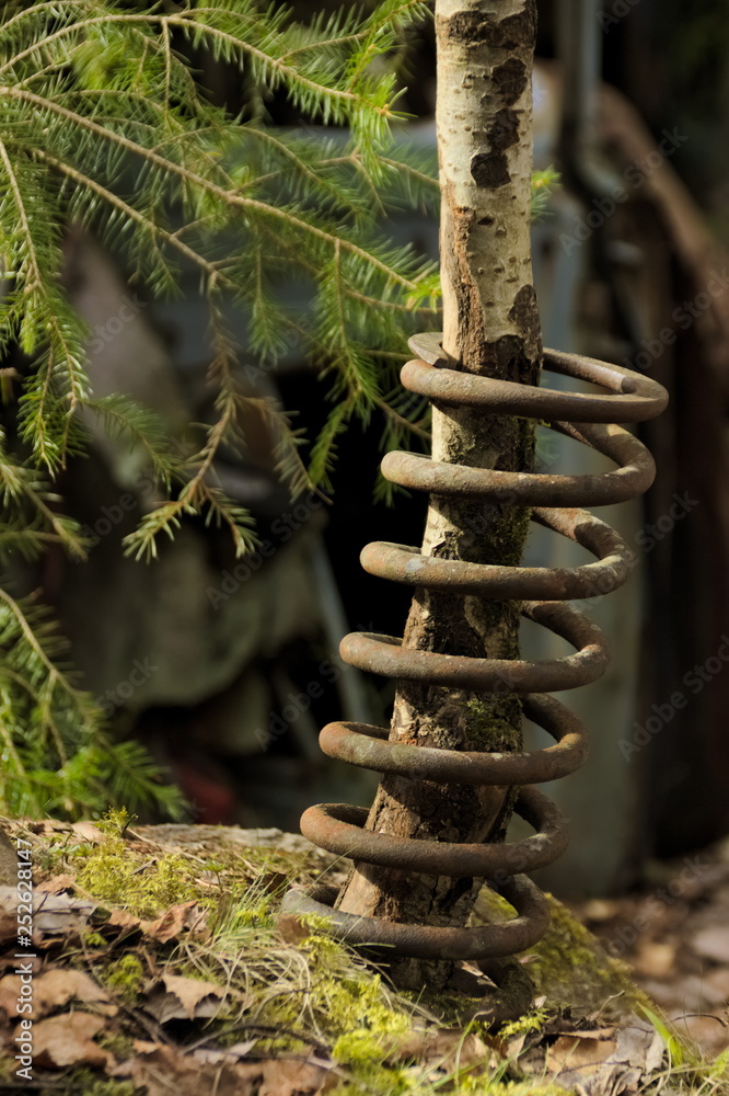 A young tree growing through a coil spring in vintage car scrapyard in