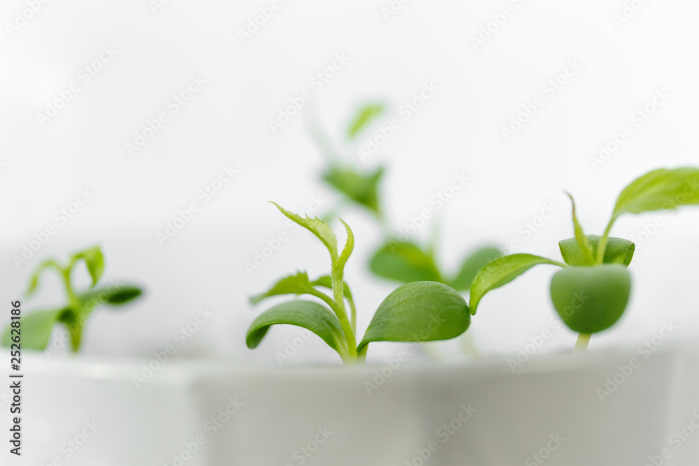 Close-up of sprout of an Apple tree sprouted from seed. Young shoot of tree growing in the White pot Close-up of sprout of an Apple tree sprouted from seed. Young shoot of tree growing in the White pot