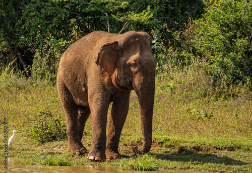 Sri Lanka - Elephant in Uda Walawe National Park photo