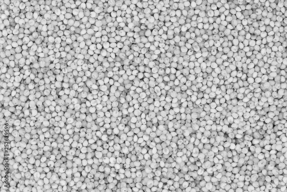 White seeds and grains of cereals background texture White seeds and grains of cereals background texture