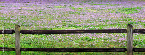 Field of Purple of Lavender Henbit Wildflowers:  Field of purple or Lavender Henbit or Purple Dead Nettles in the city limits of Montgomery, Alabama. photo