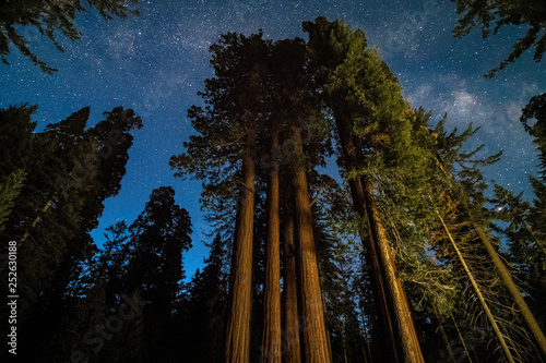 The milky way stretching across the sky over massive sequoia trees in National Park. 