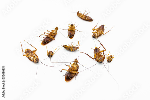 Cockroaches die from Bug Sprays isolate white background © piyaphunjun
